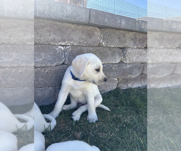 Medium Photo #1 Labrador Retriever Puppy For Sale in EAGLE MOUNTAIN, UT, USA