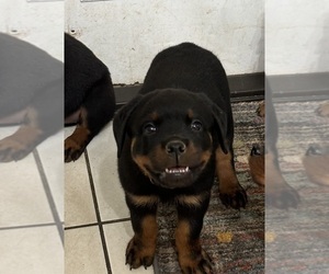 Rottweiler Litter for sale in CRESTVIEW, FL, USA