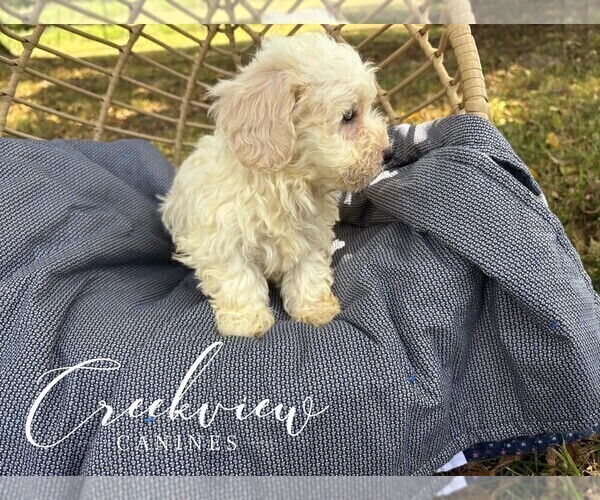 Medium Photo #9 Havachon Puppy For Sale in NIANGUA, MO, USA