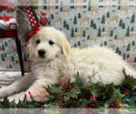 Small #6 Great Pyrenees