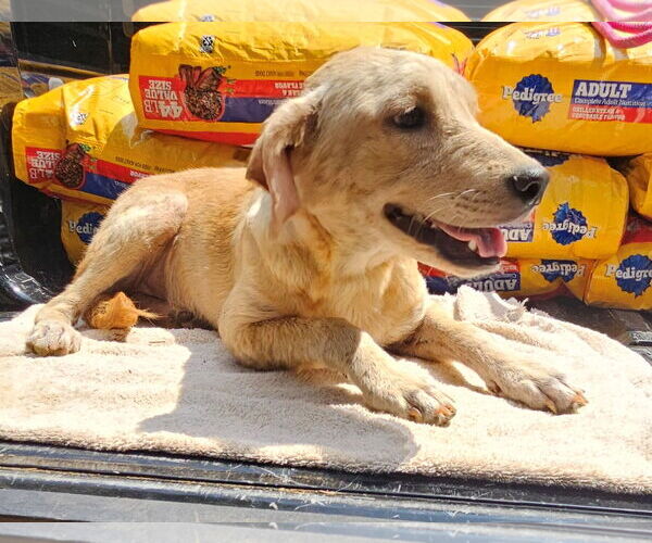 Medium Photo #2 Labrador Retriever-Unknown Mix Puppy For Sale in Corinth, MS, USA
