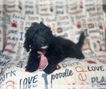 Small #3 Aussiedoodle Miniature 
