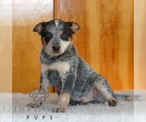 Australian Cattle Dog Puppy for sale in ATGLEN, PA, USA