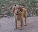 Small Photo #6 Golden Irish Puppy For Sale in SALEM, MO, USA
