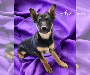 German Shepherd Dog-Unknown Mix Dogs for adoption in Alexander, AR, USA