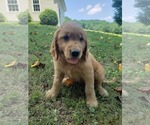 Small Photo #1 Golden Irish Puppy For Sale in CALVIN, KY, USA