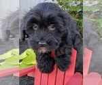 Small #4 Lhasa-Poo