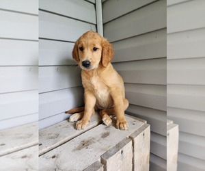 Golden Retriever Puppy for sale in GREENWOOD, WI, USA