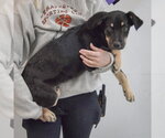 Small #2 German Shepherd Dog Mix
