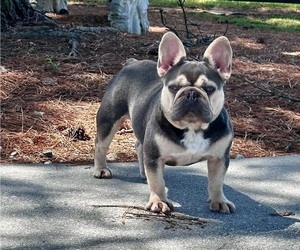 Mother of the French Bulldog puppies born on 08/15/2025