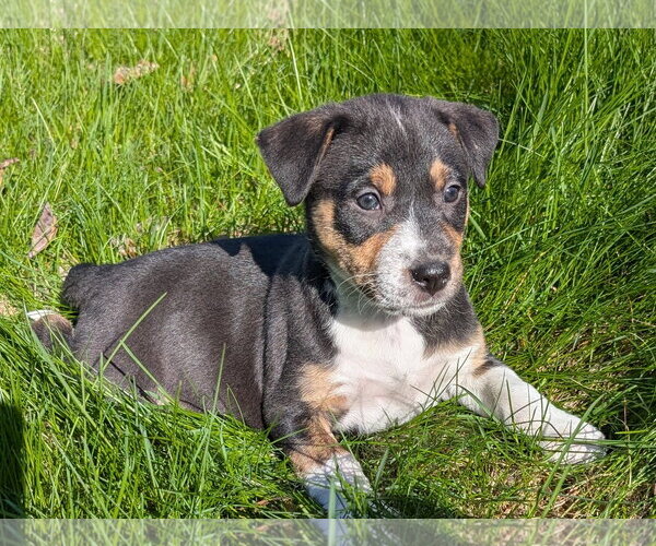 Medium Photo #1 Mutt Puppy For Sale in Des Moines, IA, USA