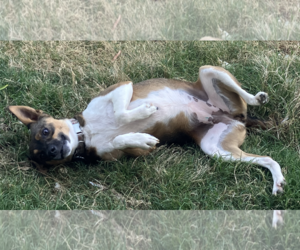 Penelope - Female Feist Terrier-Rat Terrier Mix Dog for Adoption - Photo #2