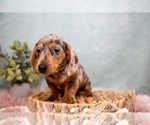 Small #2 Dachshund
