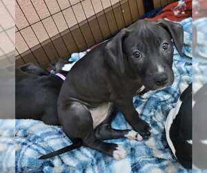 American Pit Bull Terrier-American Staffordshire Terrier Mix Dogs for adoption in Frankenmuth, MI, USA