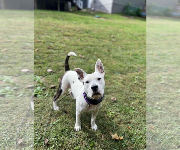 Medium Photo #21 American Pit Bull Terrier-Unknown Mix Puppy For Sale in Derwood, MD, USA