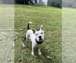 Small #20 American Pit Bull Terrier Mix