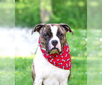 Small #2 Boxer Mix