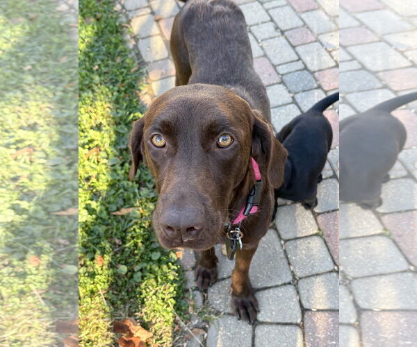 Medium Photo #2 Labrador Retriever-Unknown Mix Puppy For Sale in Warrington, PA, USA