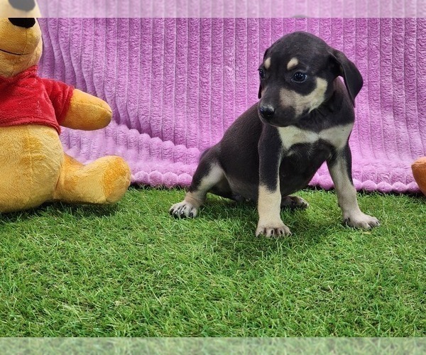Medium Photo #10 Catahoula Leopard Dog Puppy For Sale in CUMBY, TX, USA