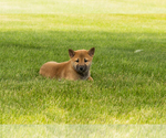 Small #1 Shiba Inu