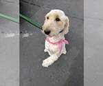 Small Photo #1 Goldendoodle-Poodle (Standard) Mix Puppy For Sale in ROSCOE, IL, USA