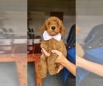 Small #2 Poodle (Standard)