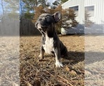 Small #8 French Bulldog