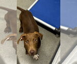 Small Labrador Retriever Mix