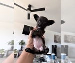 Puppy Levity Chihuahua