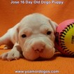 Small Photo #202 Dogo Argentino Puppy For Sale in JANE, MO, USA