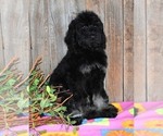 Small Photo #2 Australian Labradoodle Puppy For Sale in ASPERMONT, TX, USA
