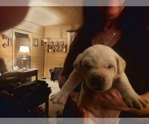 Labrador Retriever Puppy for sale in MONROE, OR, USA