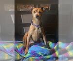Small Miniature Pinscher Mix