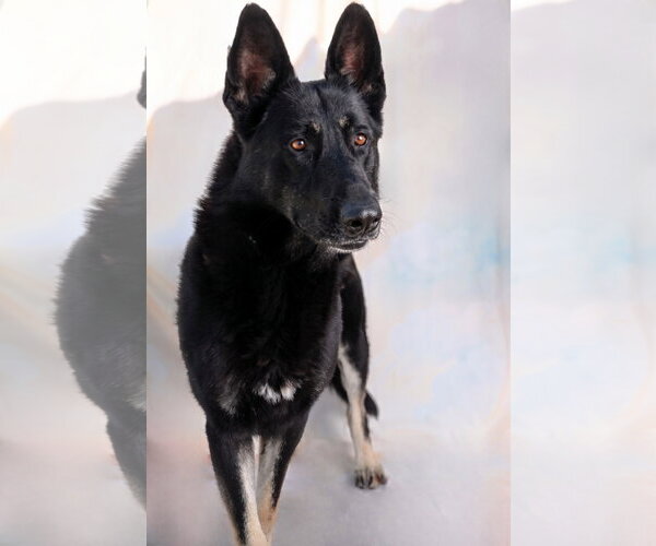 Medium Photo #2 German Shepherd Dog Puppy For Sale in Pasadena, CA, USA