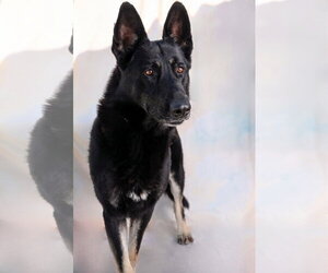 JERRY - Male German Shepherd Dog Dog for Adoption - Photo #2