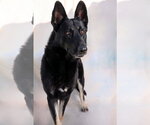 Small #1 German Shepherd Dog