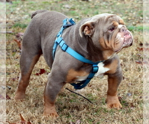 Father of the Bulldog puppies born on 09/04/2025