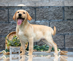 Puppy Luka Labrador Retriever