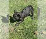 Puppy Puppy 2 French Bulldog