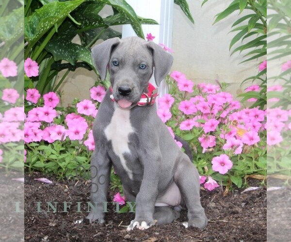 Medium Photo #3 Great Dane Puppy For Sale in BROGUE, PA, USA