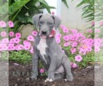Small #2 Great Dane