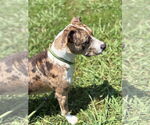 Small #3 Catahoula Leopard Dog Mix