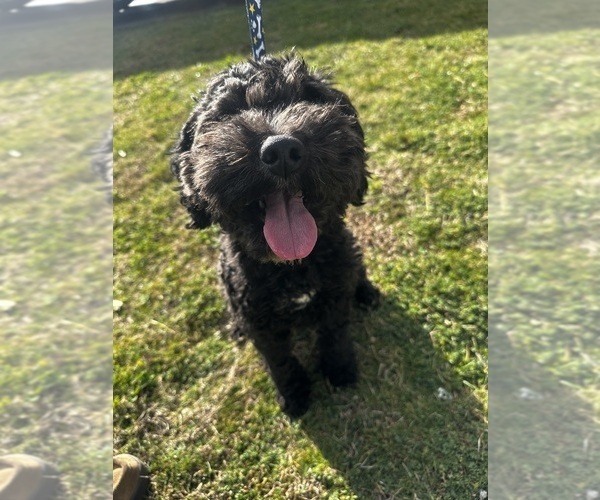 Medium Photo #1 Cavapoo (Miniature) Puppy For Sale in MEDFORD, OR, USA