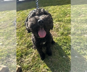 Father of the Cavapoo (Miniature) puppies born on 09/04/2026