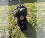 Small Photo #1 Cavapoo (Miniature) Puppy For Sale in MEDFORD, OR, USA