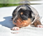 Small #4 Miniature Australian Shepherd