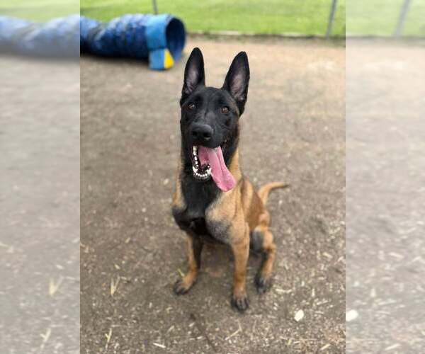Medium Photo #3 Mutt Puppy For Sale in Imlay City, MI, USA