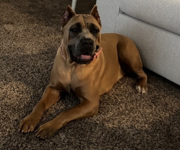 Medium Photo #1 Cane Corso Puppy For Sale in ELGIN, OK, USA