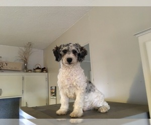 Poodle (Miniature) Puppy for sale in KILLINGER, PA, USA