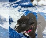 Small #9 Mutt